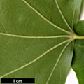 SpeciesSub: var. sinicum SpeciesSub: var. sinicum